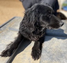 LUDOVICA, Hund, Mischlingshund in Griechenland - Bild 3