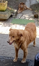JERRY, Hund, Mischlingshund in Essen - Bild 3