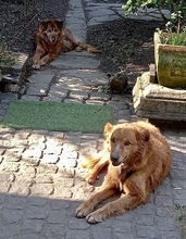 JERRY, Hund, Mischlingshund in Essen - Bild 6