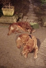 JERRY, Hund, Mischlingshund in Essen - Bild 7