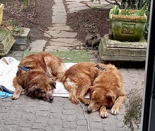 JERRY, Hund, Mischlingshund in Essen - Bild 8