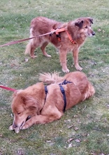 LORY, Hund, Mischlingshund in Essen - Bild 3