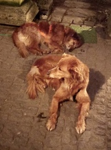 LORY, Hund, Mischlingshund in Essen - Bild 8
