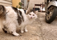 STELLA, Katze, Hauskatze in Italien - Bild 1