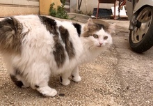STELLA, Katze, Hauskatze in Italien - Bild 3