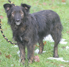 JASPER, Hund, Mischlingshund in Rumänien - Bild 1
