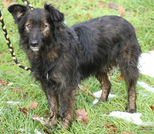 JASPER, Hund, Mischlingshund in Rumänien - Bild 2