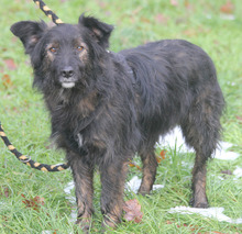 JASPER, Hund, Mischlingshund in Rumänien - Bild 3