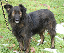 JASPER, Hund, Mischlingshund in Rumänien - Bild 4