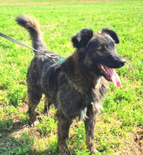 JASPER, Hund, Mischlingshund in Schwarmstedt - Bild 12
