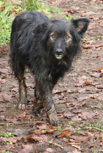 JASPER, Hund, Mischlingshund in Schwarmstedt - Bild 15
