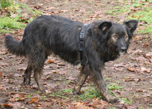 JASPER, Hund, Mischlingshund in Schwarmstedt - Bild 16