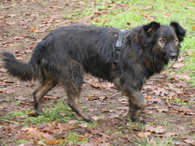 JASPER, Hund, Mischlingshund in Schwarmstedt - Bild 17