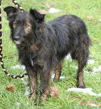 JASPER, Hund, Mischlingshund in Schwarmstedt - Bild 18