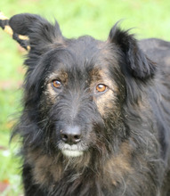 JASPER, Hund, Mischlingshund in Schwarmstedt - Bild 19