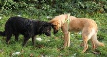 JASPER, Hund, Mischlingshund in Schwarmstedt - Bild 20
