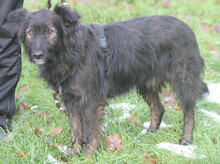 JASPER, Hund, Mischlingshund in Schwarmstedt - Bild 6