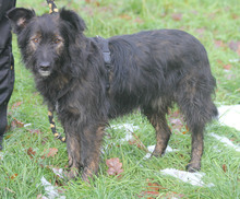 JASPER, Hund, Mischlingshund in Schwarmstedt - Bild 7