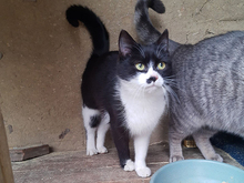 KITTY, Katze, Europäisch Kurzhaar in Rumänien - Bild 6