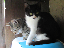KITTY, Katze, Europäisch Kurzhaar in Rumänien - Bild 7
