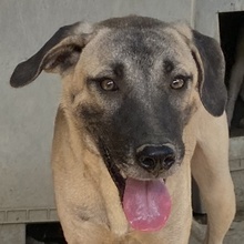 BERNHARD, Hund, Mischlingshund in Griechenland - Bild 1