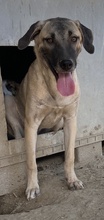 BERNHARD, Hund, Mischlingshund in Griechenland - Bild 11