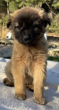 BERNHARD, Hund, Mischlingshund in Griechenland - Bild 13