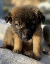 BERNHARD, Hund, Mischlingshund in Griechenland - Bild 19
