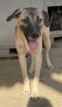 BERNHARD, Hund, Mischlingshund in Griechenland - Bild 2