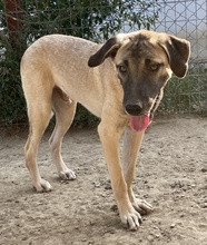 BERNHARD, Hund, Mischlingshund in Griechenland - Bild 3
