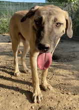BERNHARD, Hund, Mischlingshund in Griechenland - Bild 6