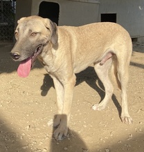 BERNHARD, Hund, Mischlingshund in Griechenland - Bild 7