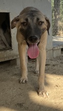 BERNHARD, Hund, Mischlingshund in Griechenland - Bild 9