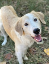BUDDY, Hund, Mischlingshund in Griechenland - Bild 10