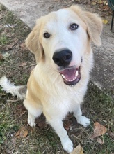 BUDDY, Hund, Mischlingshund in Griechenland - Bild 11