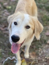 BUDDY, Hund, Mischlingshund in Griechenland - Bild 14