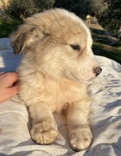 BUDDY, Hund, Mischlingshund in Griechenland - Bild 17
