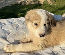 BUDDY, Hund, Mischlingshund in Griechenland - Bild 18