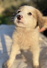 BUDDY, Hund, Mischlingshund in Griechenland - Bild 19