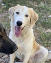 BUDDY, Hund, Mischlingshund in Griechenland - Bild 2