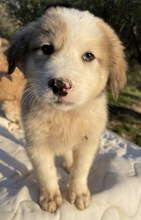 BUDDY, Hund, Mischlingshund in Griechenland - Bild 20