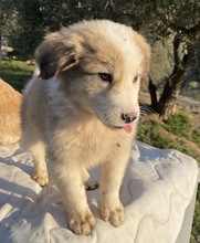 BUDDY, Hund, Mischlingshund in Griechenland - Bild 21