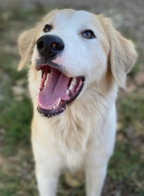 BUDDY, Hund, Mischlingshund in Griechenland - Bild 3
