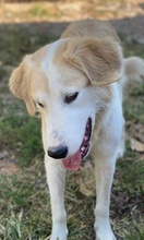 BUDDY, Hund, Mischlingshund in Griechenland - Bild 4