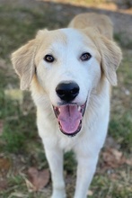 BUDDY, Hund, Mischlingshund in Griechenland - Bild 6
