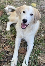 BUDDY, Hund, Mischlingshund in Griechenland - Bild 7