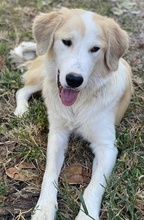 BUDDY, Hund, Mischlingshund in Griechenland - Bild 9