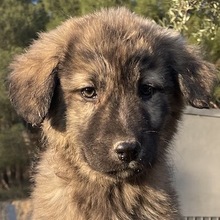 CHANCE, Hund, Mischlingshund in Griechenland - Bild 1