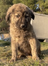 CHANCE, Hund, Mischlingshund in Griechenland - Bild 2