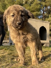 CHANCE, Hund, Mischlingshund in Griechenland - Bild 3